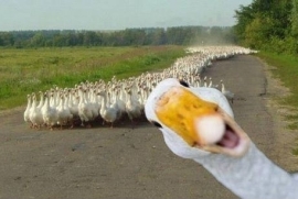 Duck photobombs his friends!